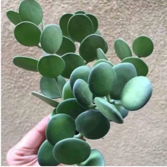 Rare Cutting Xerosicyos danguyi / Silver dollar / String of Coins - Picture 1 of 12